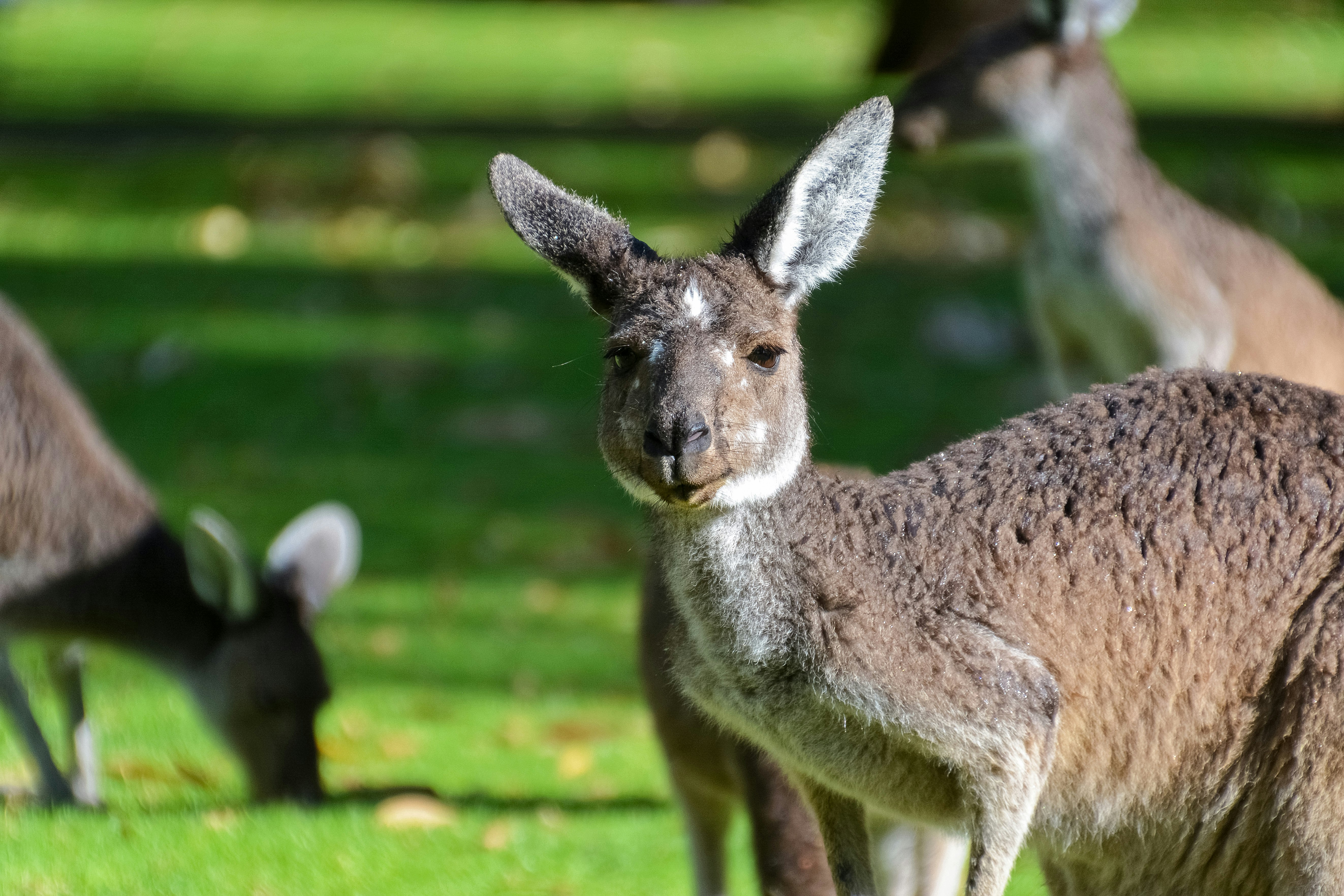 gray kangaroo on green grass field during daytime
